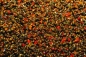 Dynamite Baits Frenzied Hempseed Spicy Chilli