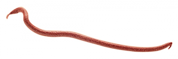 Berkley Gulp! Earthworm Natural Brown